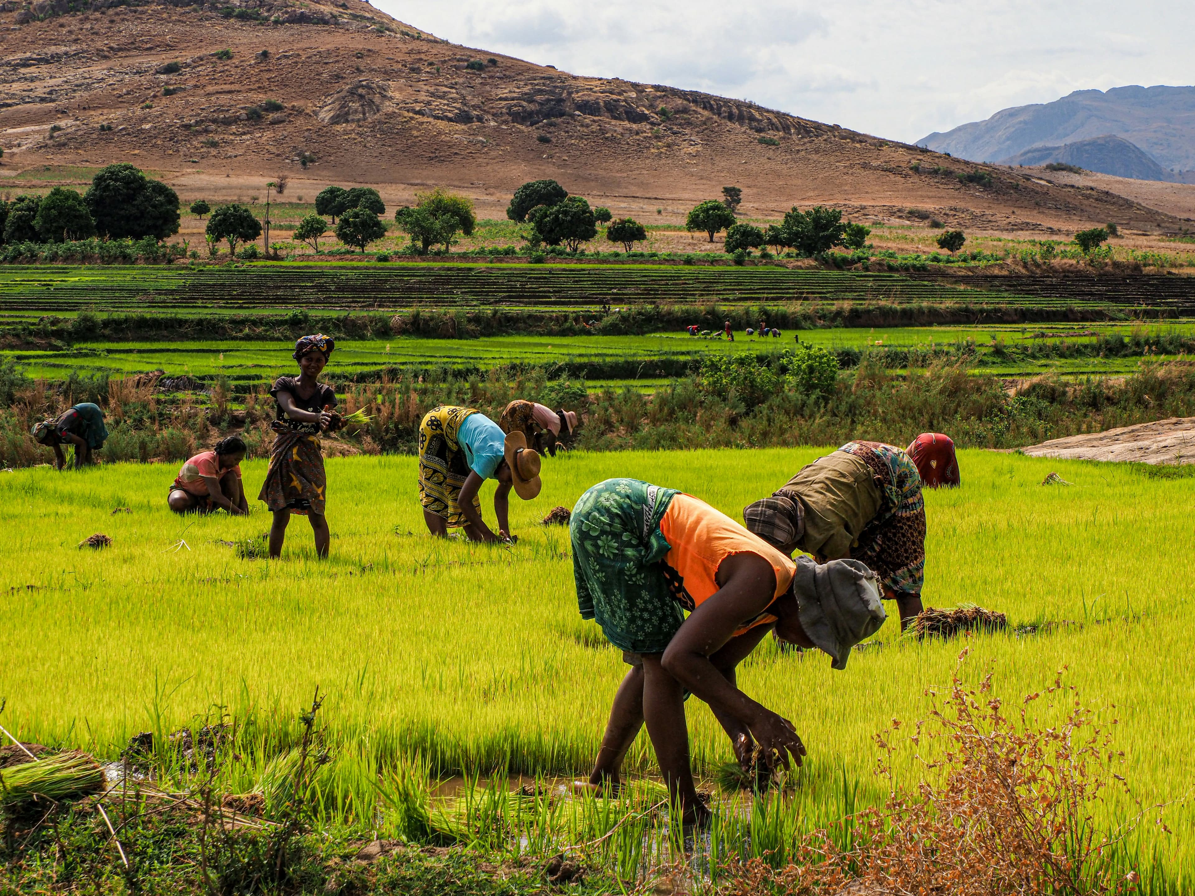 Farm workers tending crops in terraced green paddies with hills in the distance.
